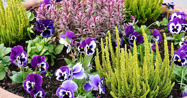 Bedding Plants gardening tips